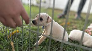 Porto Velho: Feira de adoção de animais será realizada na Rua do Lazer no próximo domingo – Geral