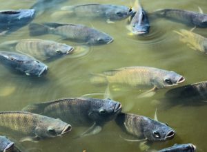 Conabio, do Ministério do Meio Ambiente, quer proibir cultivo de tilápia no Brasil. Peixe SP é veementemente contra